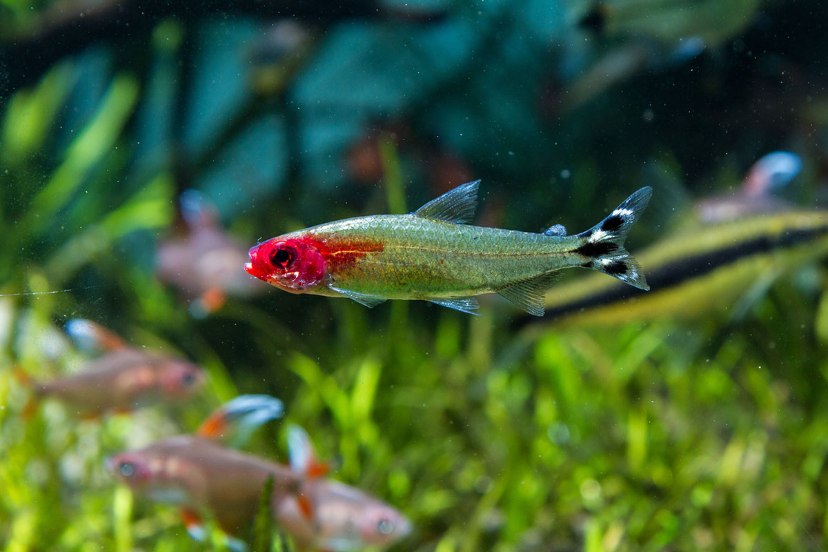 poisson Nez rouge