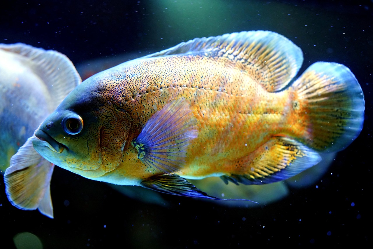 poisson oscar