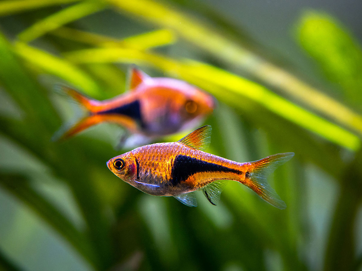 poisson Rasbora arlequin