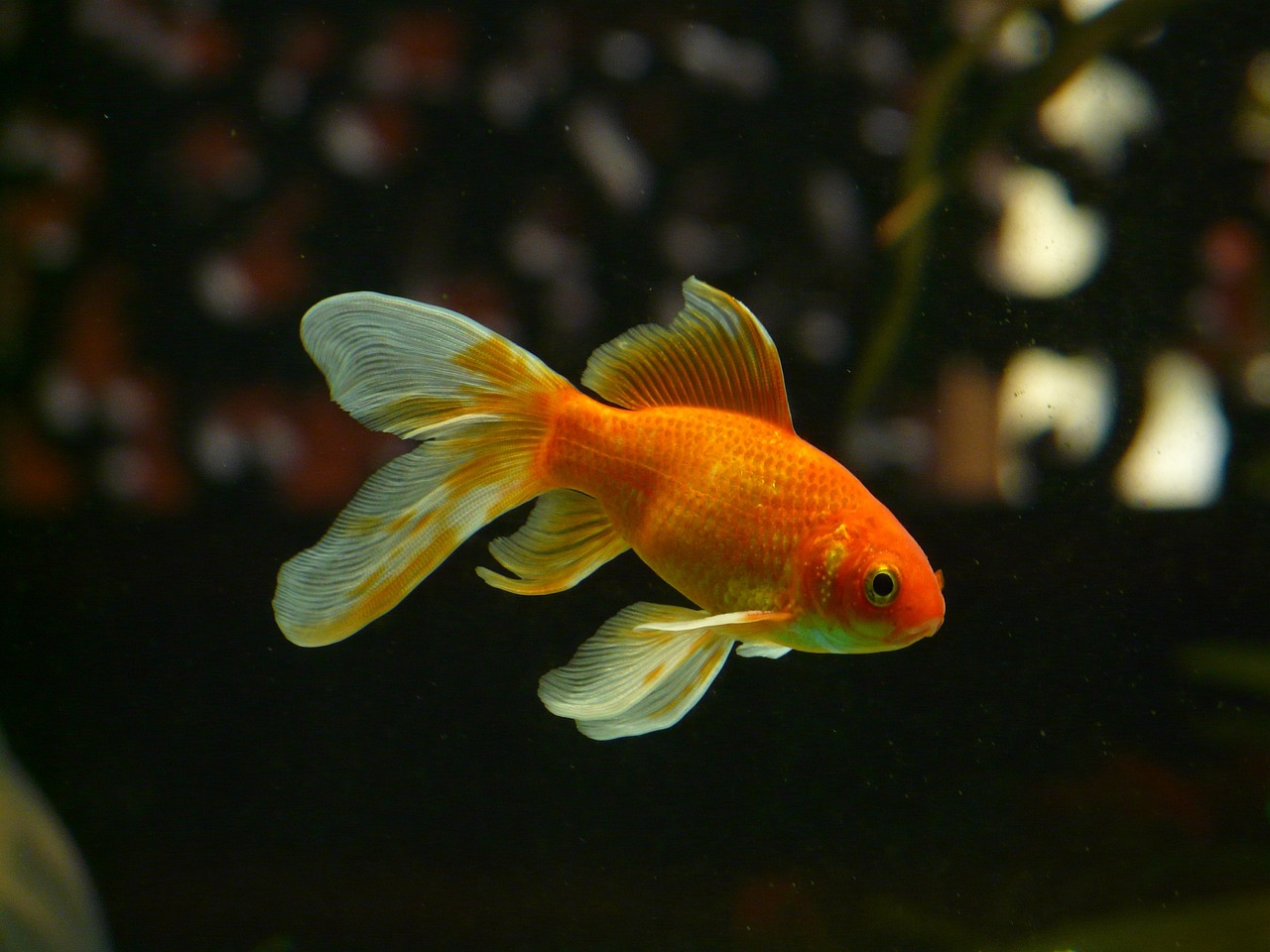 poisson rouge aquarium