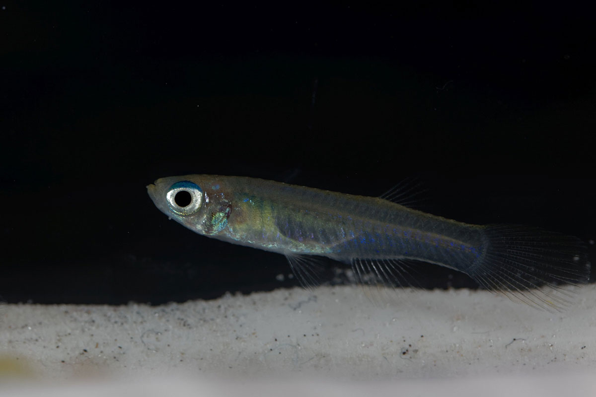 poisson eau douce Yeux bleus
