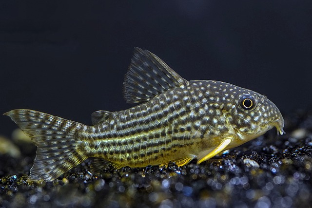 poissons d'aquarium d'eau douce