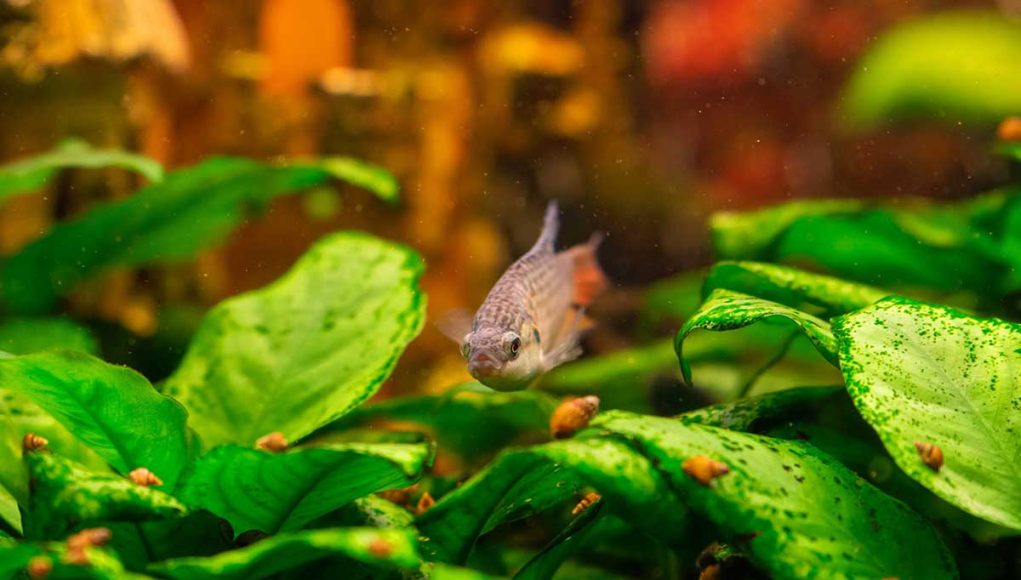 poissons eau douce mangent les escargots aquarium