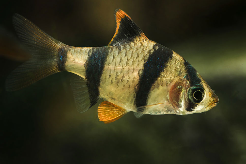 Puntius tetrazona ou barbu cerise