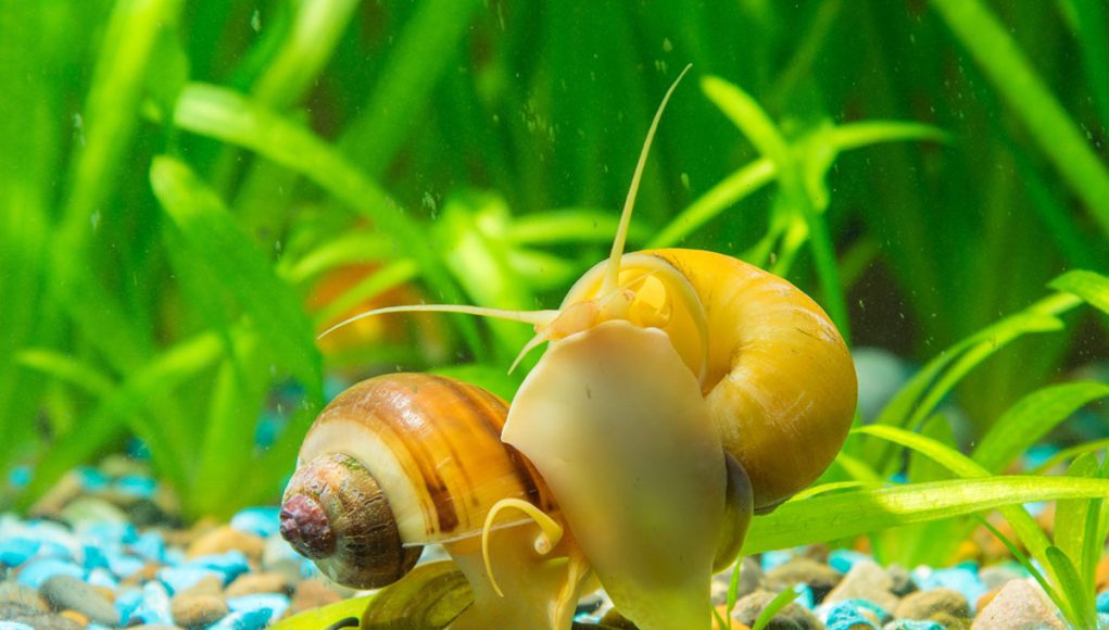 escargot Pomacea bridgesii