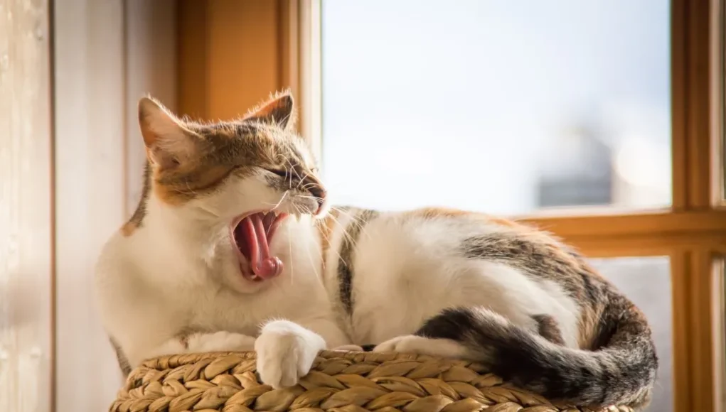 Pourquoi les chats bâillent-ils