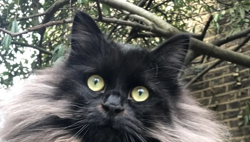 chats noirs aux yeux verts