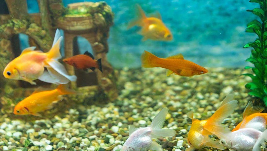 nettoyer le gravier aquarium