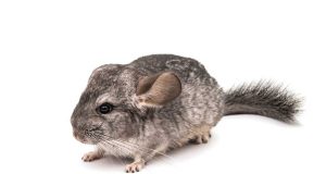 Le chinchilla : Caractéristiques et alimentation le Chinchilla