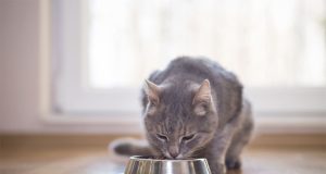 Croquettes pour chat : bienfaits nutritionnels et critères de choix Bienfaits nutritionnels des croquettes pour chat
