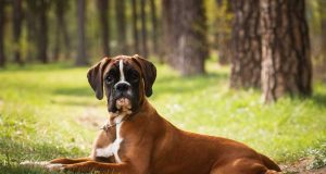 Le Boxer : Caractère et alimentation de la race Boxer race de chien