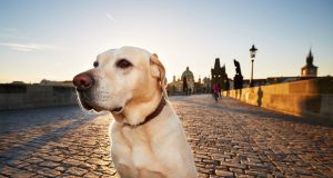 Protégez votre chien pendant la canicule : les signes d’alerte à connaître Protégez votre chien pendant la canicule