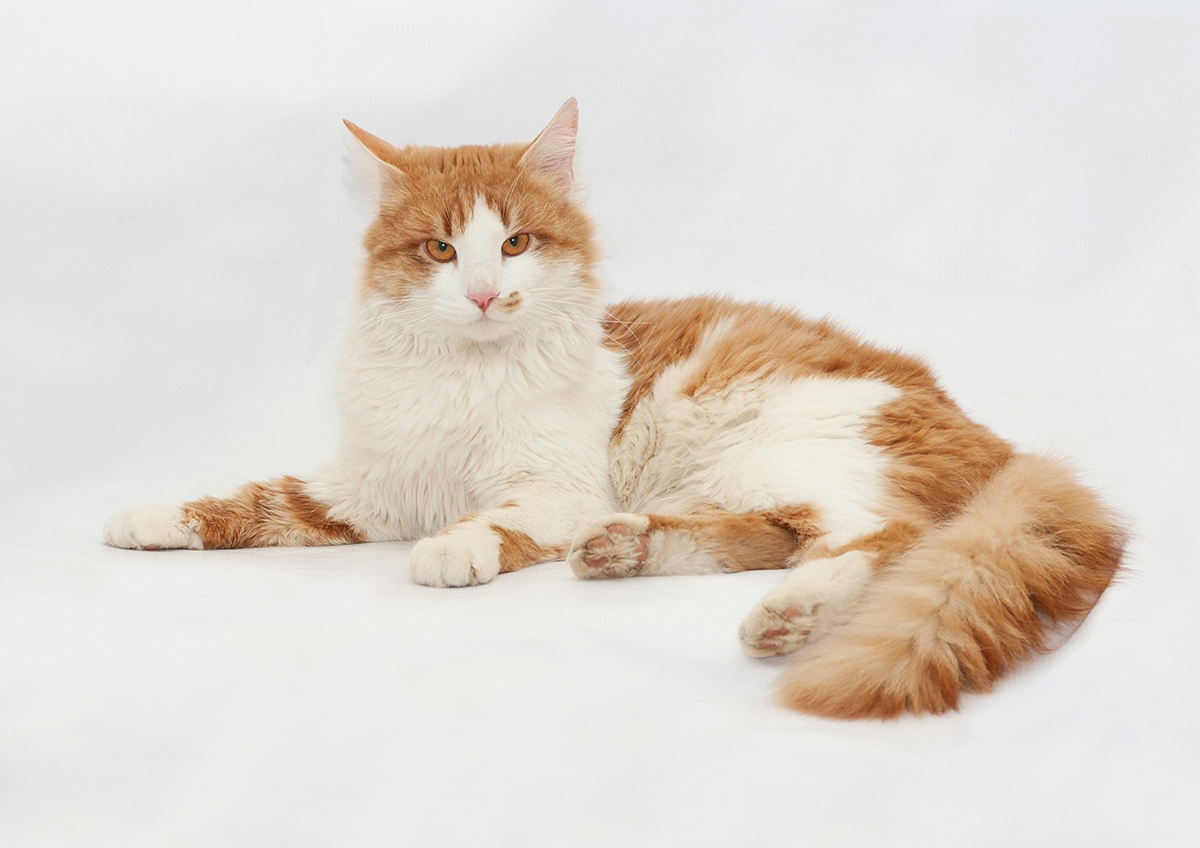 races de chat roux et blanc