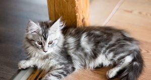 Découvrez les 10 races de chats à poils longs qui font fondre tout le monde