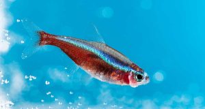 Le Tétra cardinalis : Tout savoir sur ces petits poissons Tétra cardinalis