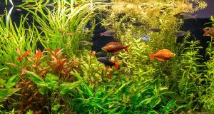 Quels poissons d’eau douce choisir en fonction de la taille de votre aquarium ? poissons d’eau douce choisir en fonction de la taille de votre aquarium