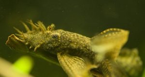 L’ancistrus : Tout savoir sur ce poisson d’aquarium ancistrus ou Ancistrus Dolichopterus