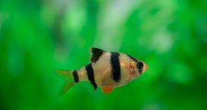 Barbu cerise ou Puntius tetrazona : Tout savoir sur ce poisson d’aquarium barbu cerise ou Puntius tetrazona