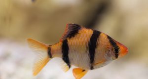 Le barbu de Sumatra : Tout savoir sur ce poisson d’aquarium barbu de Sumatra