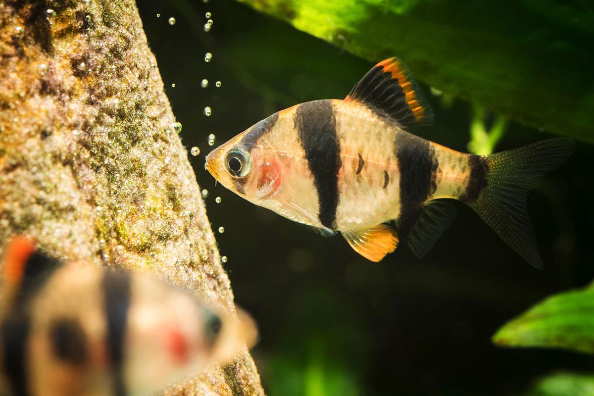 poisson Barbu de sumatra