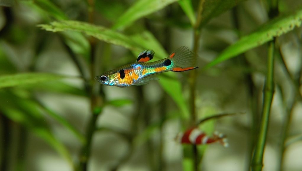 bien choisir ses poissons d'aquarium