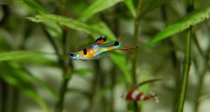 Comment bien choisir ses poissons d’aquarium ? bien choisir ses poissons d'aquarium