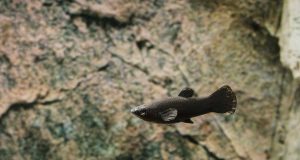 Le black Molly : Tout savoir sur ce poisson d’aquarium Black molly
