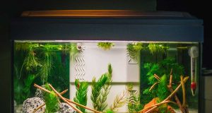 Comment bien choisir son aquarium d’eau douce? choisir son aquarium d'eau douce