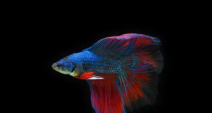 Le combattant du Siam, tout savoir sur ce poisson d’aquarium combattant du Siam