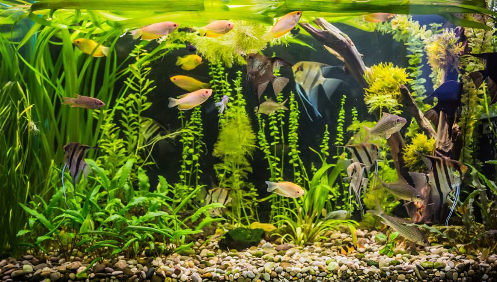 Combien de poissons avoir dans son aquarium