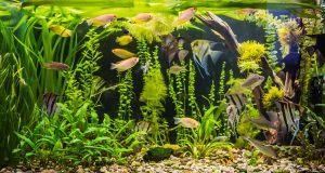 Combien de poissons avoir dans son aquarium ? Combien de poissons avoir dans son aquarium