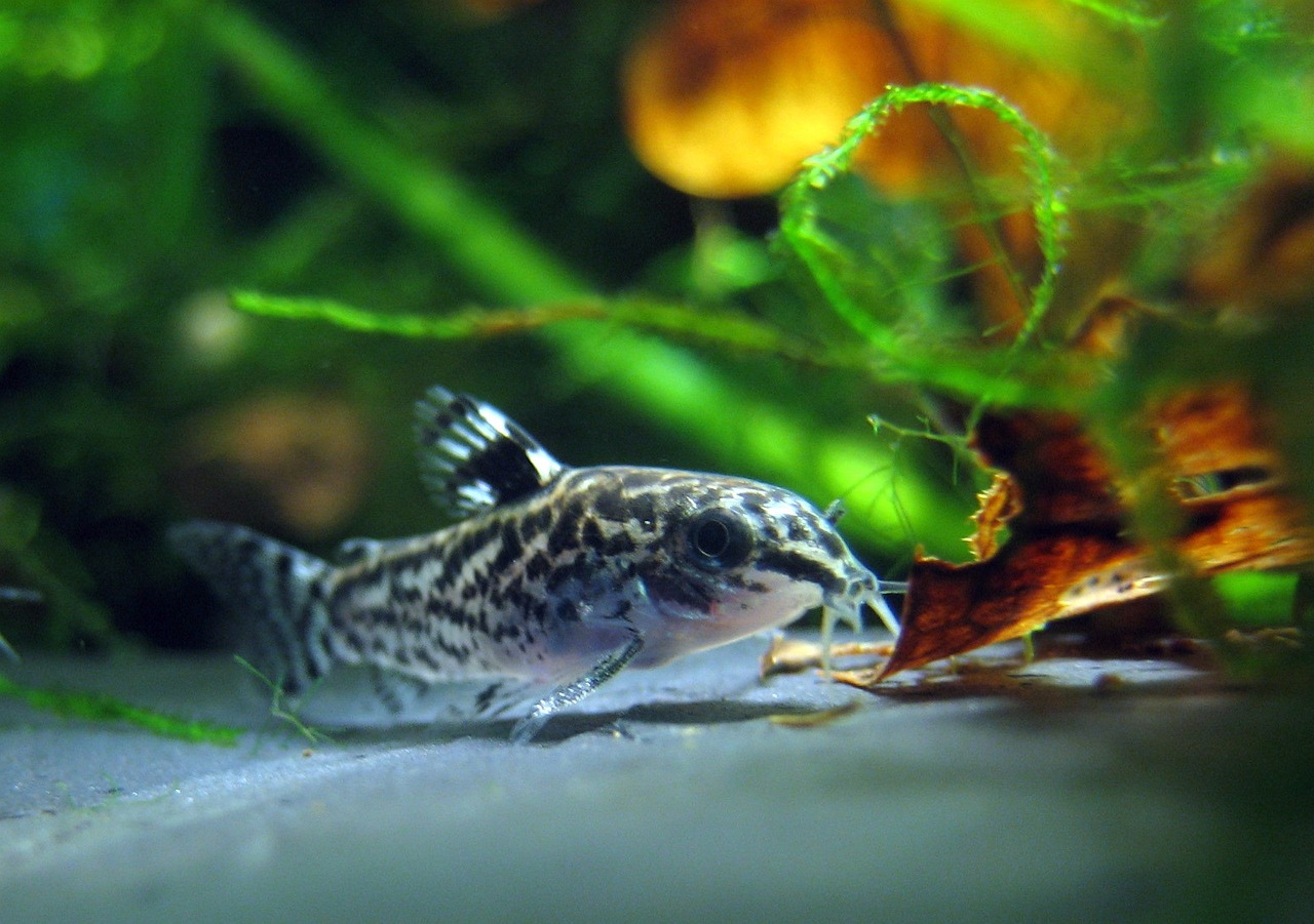 Corydoras poivré