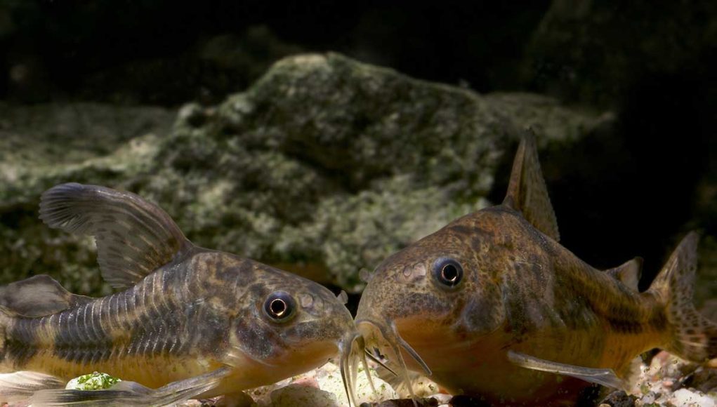 Corydoras paleatus ou poivré