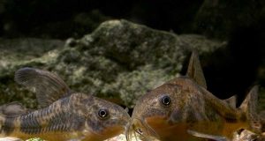 Le Corydoras paleatus ou poivré : Tout savoir sur ce poisson d’aquarium Corydoras paleatus ou poivré
