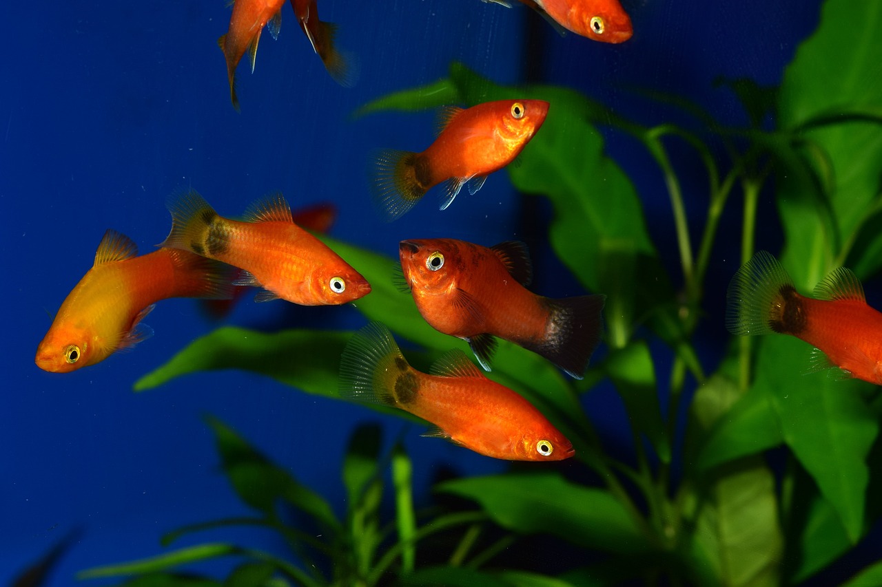 espèce de poisson platy