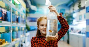 40 espèces de poissons d’aquarium d’eau douce espèces de poissons d'eau douce