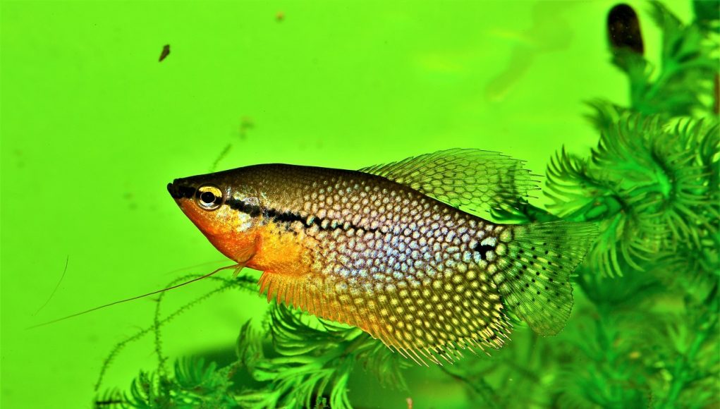 gourami perlé