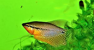 Le gourami perlé : Tout savoir sur ce poisson d’aquarium gourami perlé