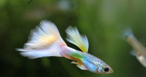 Le Guppy : tout savoir sur ce poisson d’aquarium Guppy