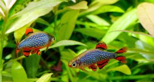 Le Microrasbora galaxy : Tout savoir sur ce poisson d’aquarium Microrasbora galaxy