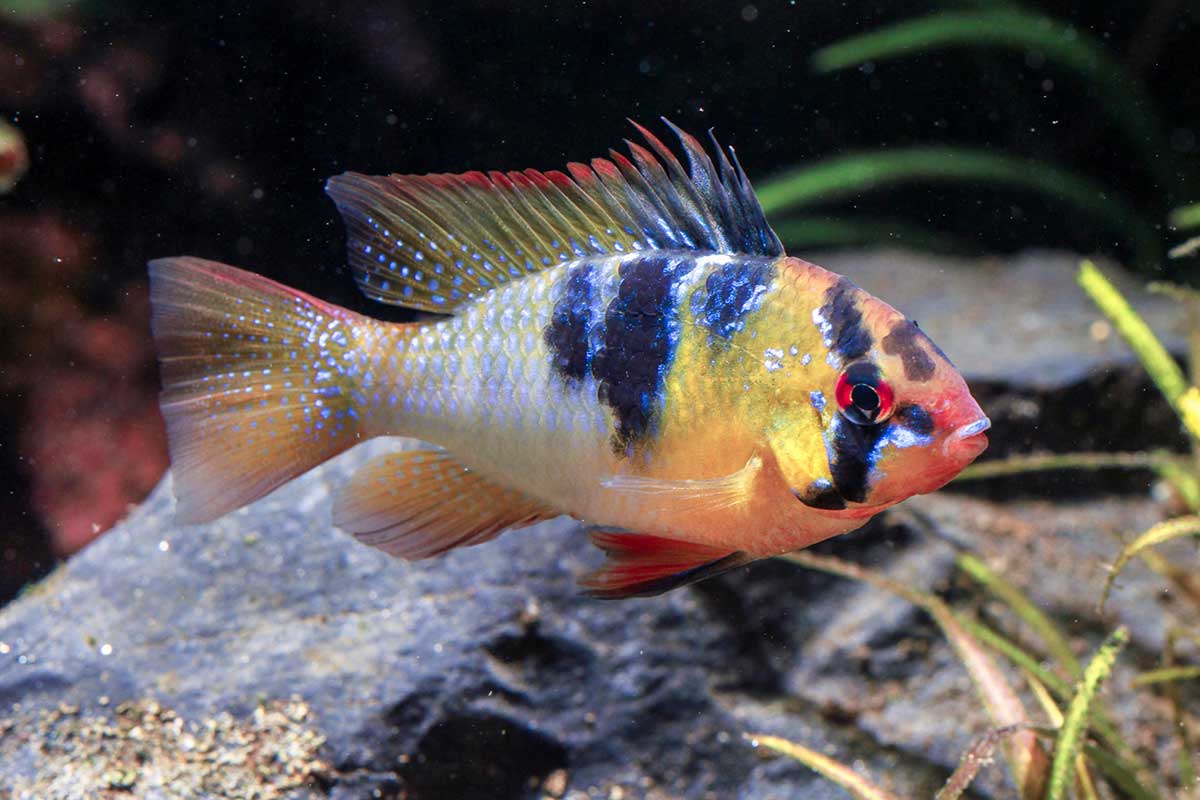 Mikrogeophagus ramirezi
