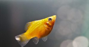Le Molly (Poecilia shenops) : Conseils pour ce poisson d’aquarium Molly Poecilia shenops