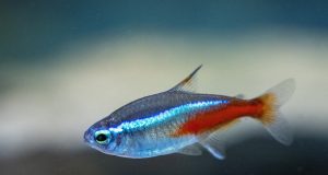 Le néon bleu : tout savoir sur ce poisson d’aquarium néon bleu