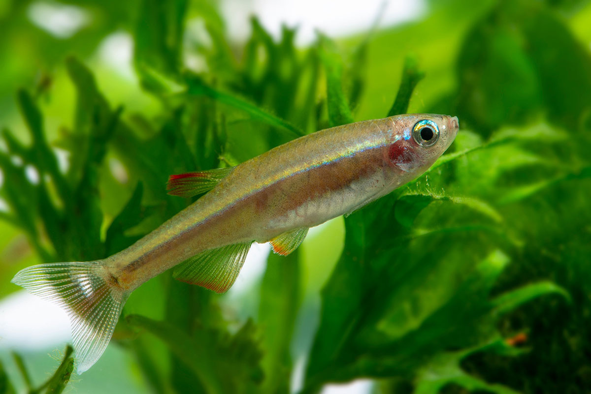 poisson Néon du pauvre