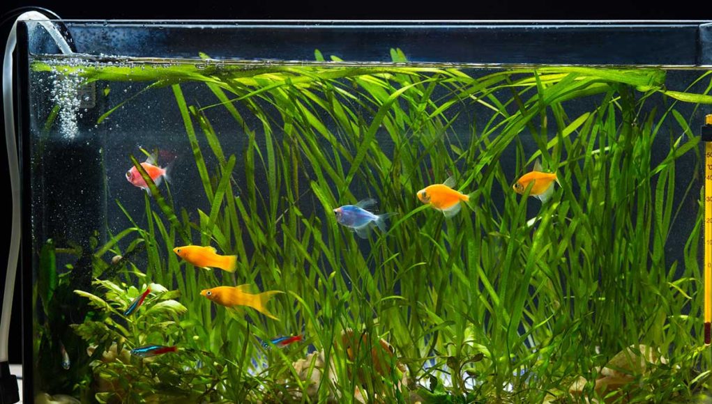 Oxygène dans les aquariums d'eau douce