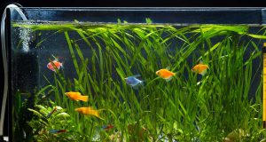 Oxygène dans les aquariums d’eau douce : conseils et astuces Oxygène dans les aquariums d'eau douce