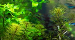 Quelle plante d’aquarium d’eau douce choisir ? plante d'aquarium d'eau douce