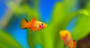 Le platy : Tout savoir sur ce poisson d’aquarium le platy