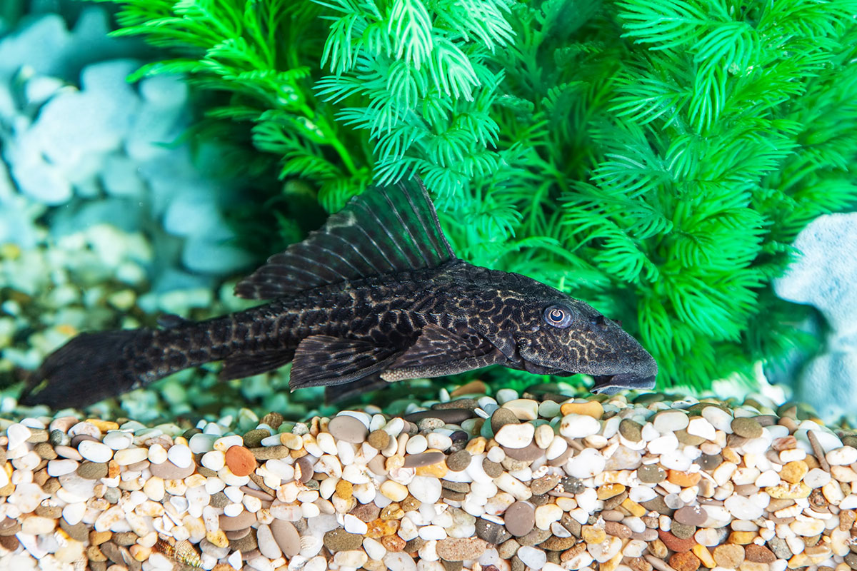 pléco ou hypostomus plecostomus