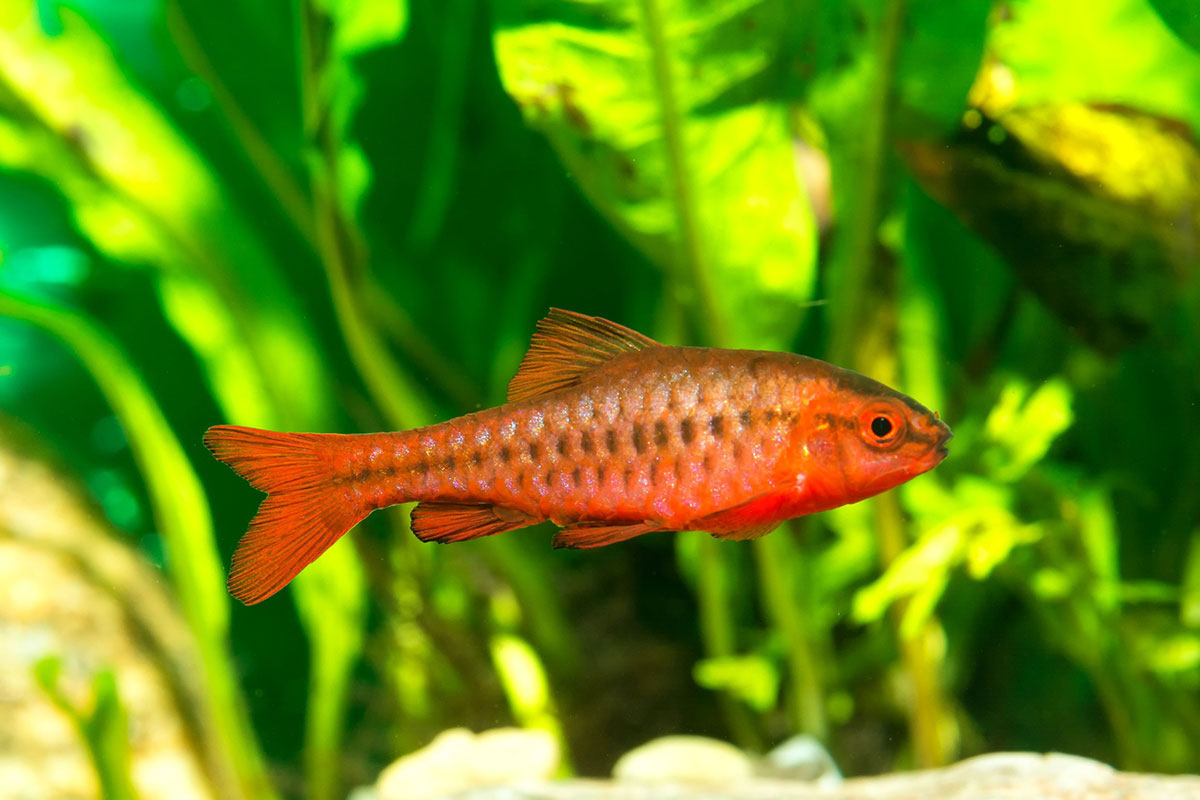 poisson Tétra étincelle